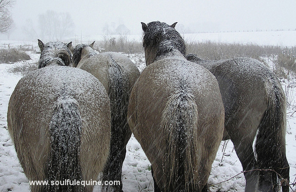 Post image for Could Drastic Changes in Barometric Pressure Affect Your Horse?