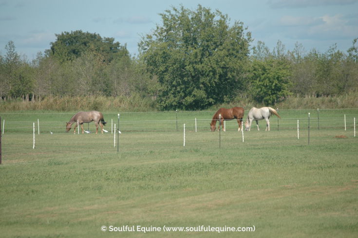 The Horses of Soulful Equine