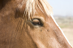 Fly Control For Horses, A Non-Toxic Program