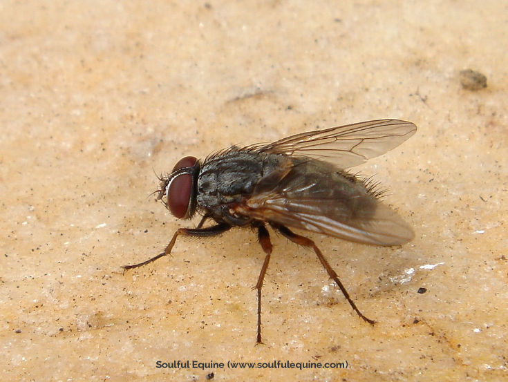 Fly Control for Horses