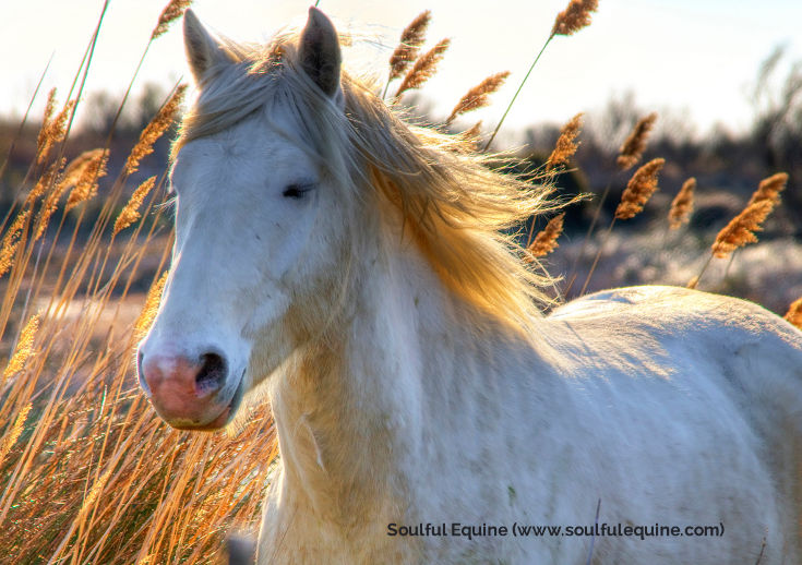 Wild Horse Model