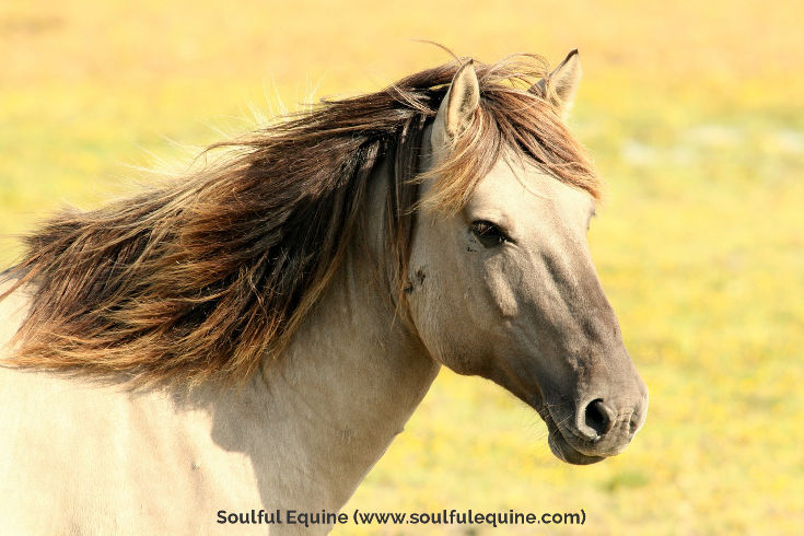 Natural Horse Care Essentials