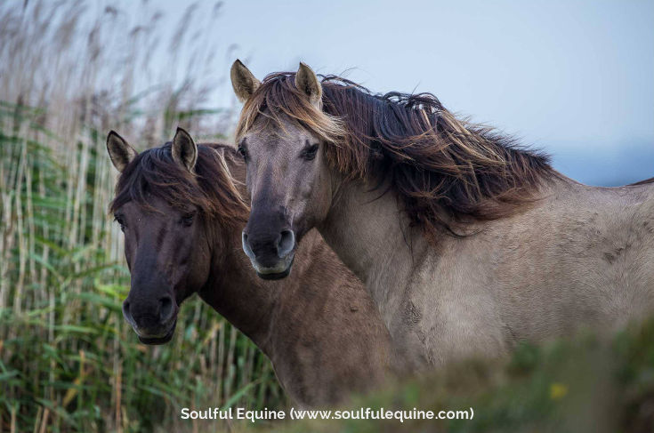 Natural HorseCare