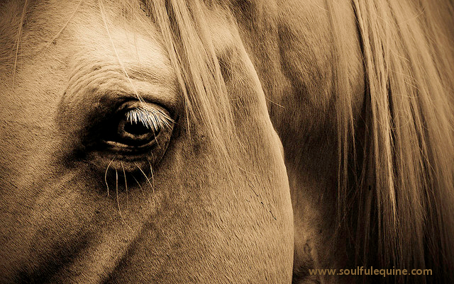 Our Most Noble Friend the Horse