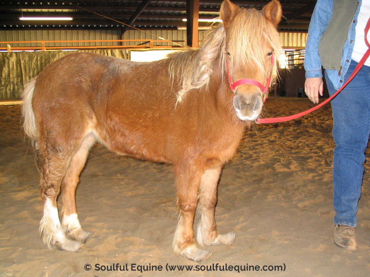 Natural Hoof Care for the Laminitic or Foundered Horse Soulful Equine®