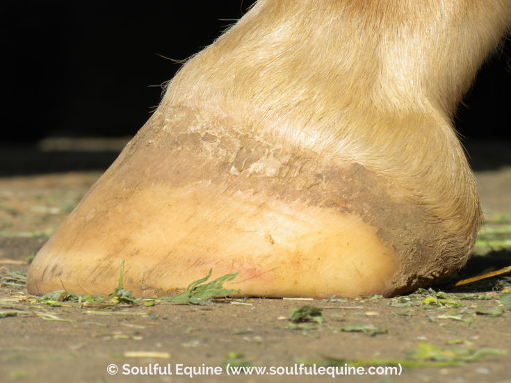 Are these horses feet normal? (Saw them at a show and they just don't look  right to me) : r/Horses