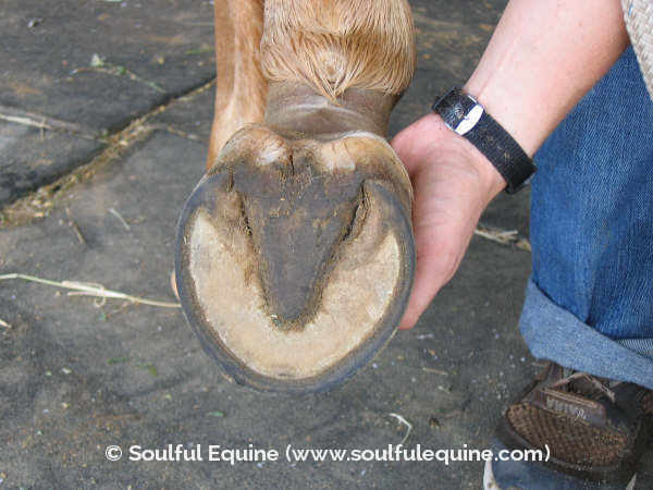 Learning The Wild Horse Trim Making The Leap Soulful Equine