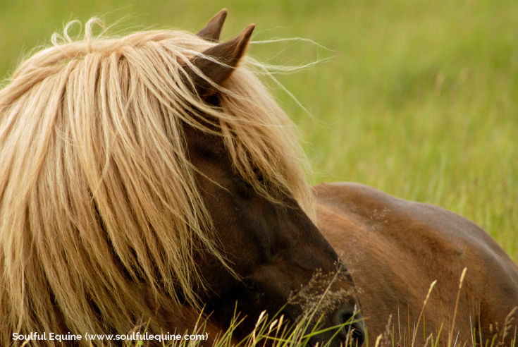 Horses on Green Grass