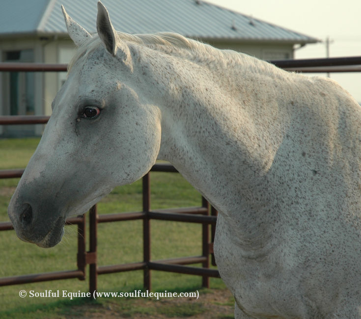 The horses of Soulful Equine