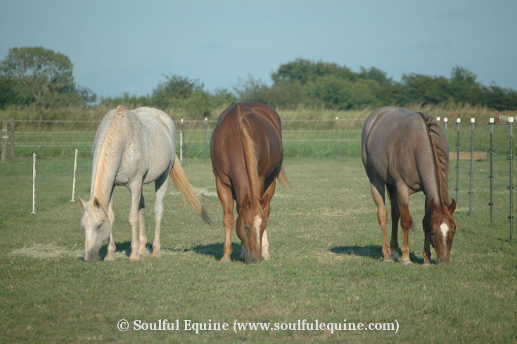 The horses of Soulful Equine