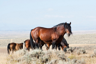 Wild Horses